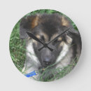 Suche nach schäferhund wanduhren Welpe