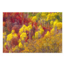 Suche nach utah herbst poster Logan canyon
