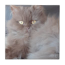 Suche nach felle fliesen Katze