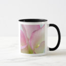 Suche nach calla tassen Blüte