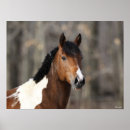 Suche nach paint horse poster Pferd