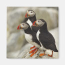 Suche nach atlantisch magnete Puffin