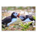 Suche nach papageientaucher poster Atlantisch