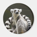 Suche nach lemur magnet magnete Niedlich