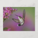 Suche nach kolibri postkarten Fliegend
