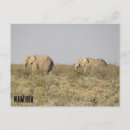 Suche nach namibia poster Elefant