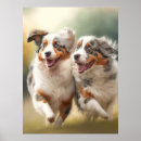 Suche nach australian shepherd poster Aussie