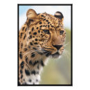 Suche nach gepard poster Katze