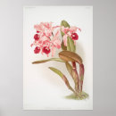 Suche nach exotische orchideen poster Botanisch