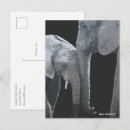 Suche nach elefant liebe postkarten Für sie