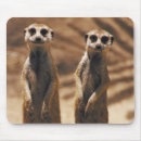 Suche nach meerkats mousepads Fotografie