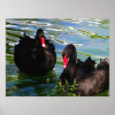 Suche nach roter schnabel poster Vögel