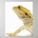 Suche nach tieraugen poster Reptilien