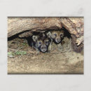 Suche nach wilder wolf postkarten Wölfe
