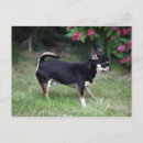 Suche nach schwarze chihuahua poster Bob und pam langrish