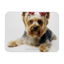 Suche nach yorkshire terrier magnete Niedlich