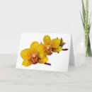 Suche nach weiße orchideen karten Foto