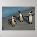 Suche nach afrikanischer pinguin poster Tierwelt