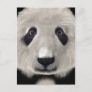 Suche nach süßer panda postkarten Wildtiere