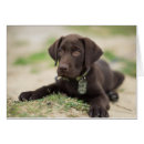 Suche nach schokoladen labrador postkarten Farbbild