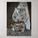 Suche nach weiße tiger poster Fauna