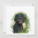 Suche nach ape karten Primat