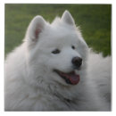 Suche nach samoyed Niedlich