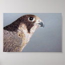 Suche nach falknerei poster Raubvogel