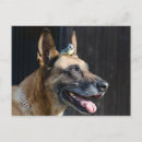 Suche nach belgisch poster Hund