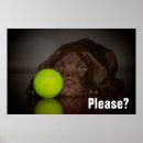 Suche nach schokolade labrador poster Hund