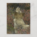 Suche nach grauer wolf postkarten Grauwolf