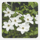 Suche nach weiße blüten aufkleber Pflanze