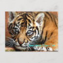 Suche nach sumatran postkarten Wild