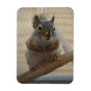 Suche nach niedliche eichhörnchen magnete Nagetier