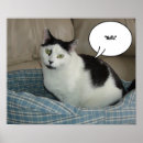 Suche nach holla Katze