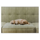 Suche nach er war hinter dem sofa untersetzer Hund