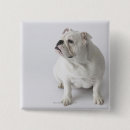 Suche nach bulldoggen buttons Tiere