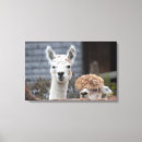 Suche nach alpakas poster Niedliche tiere