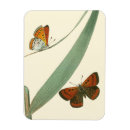 Suche nach schmetterlinge magnete Blume