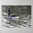 Suche nach kanada gänse poster See