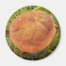 Suche nach essbar magnete Pilz
