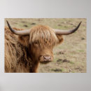 Suche nach cow poster Hochland
