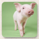 Suche nach ferkel untersetzer Natur