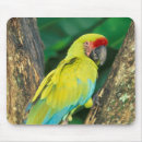 Suche nach ara mousepads Grün