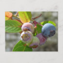 Suche nach heidelbeere postkarten Blau