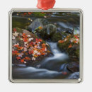 Suche nach ahorn ornamente Fall