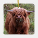 Suche nach niedliches kalb ornamente Tier