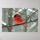 Suche nach roter kardinal poster Winter