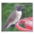 Suche nach pic poster Vogel