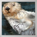Suche nach sea otter poster Wild lebende tiere